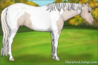 Horse Color:Silver Brown Dun Tobiano Varnish