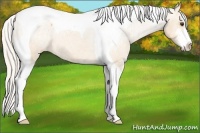 Horse Color:Silver Bay Dun Sabino Tobiano Varnish 