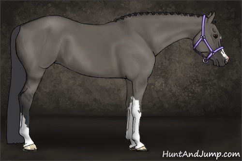 Horse Color:Grullo 