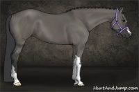Horse Color:Grullo