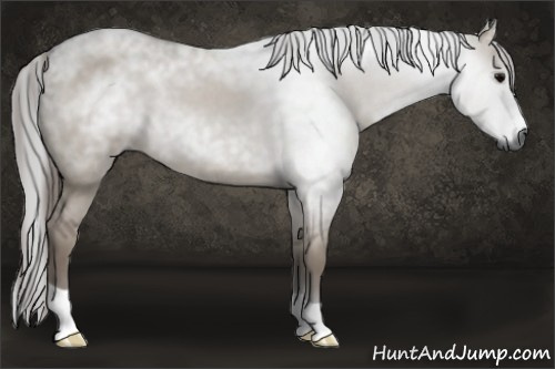 Horse Color:Gray Grullo 