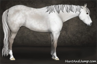 Horse Color:Gray Grullo