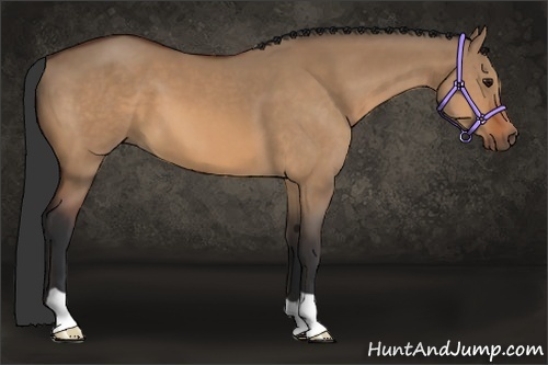 Horse Color:Bay Dun 
