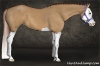 Horse Color:Red Dun Splash 