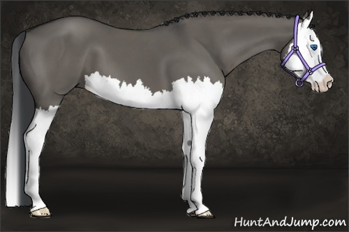 Horse Color:Grullo Splash 