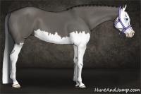 Horse Color:Grullo Splash 