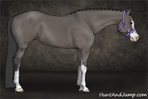 Horse Color:Grullo Sabino 