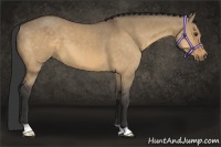 Horse Color:Buckskin Dun 