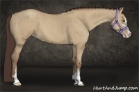 Horse Color:Classic Champagne Dun Sabino