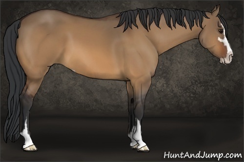 Horse Color:Brown Dun Sabino 