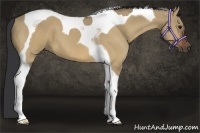 Horse Color:Bay Dun Tobiano