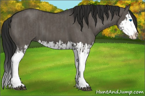 Horse Color:Grullo Sabino Splash and Gray Grullo Sabino Splash