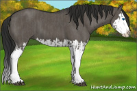 Horse Color:Grullo Sabino Splash  and Gray Grullo Sabino Splash 