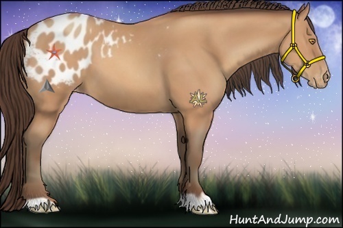 Horse Color:Sable Champagne Appaloosa 