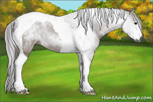 Horse Color:Gray Bay Tobiano 