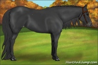 Horse Color:Black Varnish