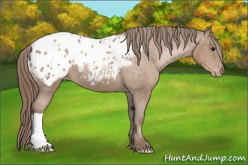 Horse Color:Black Pearl Appaloosa 