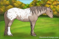 Horse Color:Black Pearl Appaloosa 