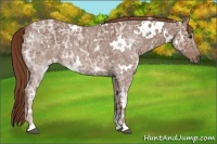Horse Color:White Spotted Chestnut Ice 
