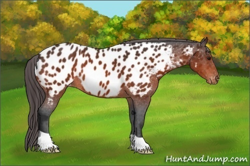 Horse Color:Bay Appaloosa