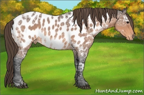 Horse Color:Buckskin Ice Roan Near Leopard 