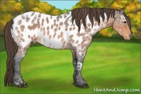 Horse Color:Buckskin Ice Roan Appaloosa