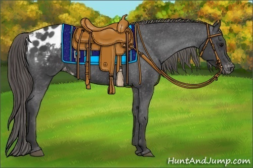 Horse Color:Smoky Black Appaloosa 