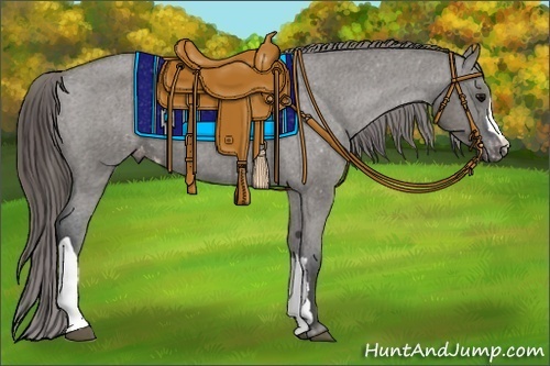 Horse Color:Grullo Appaloosa 