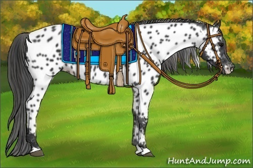 Horse Color:Black Appaloosa 