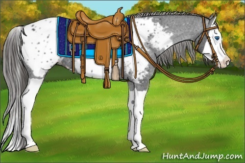 Horse Color:Black Splash Appaloosa