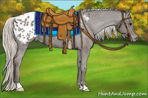 Horse Color:Silver Black Appaloosa 