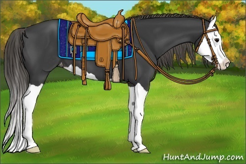 Horse Color:Smoky Black Splash Appaloosa 