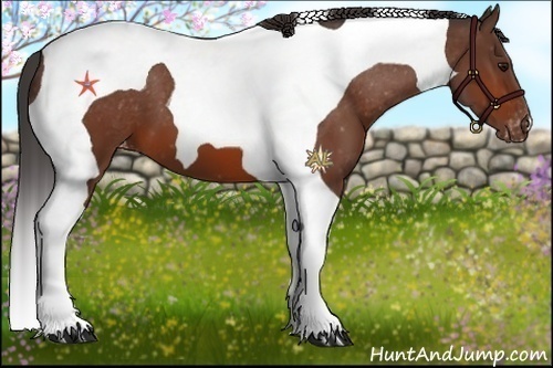 Horse Color:Bay Tobiano Appaloosa