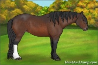 Horse Color:Brown Appaloosa