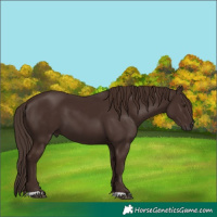 Horse Color:Liver Chestnut 