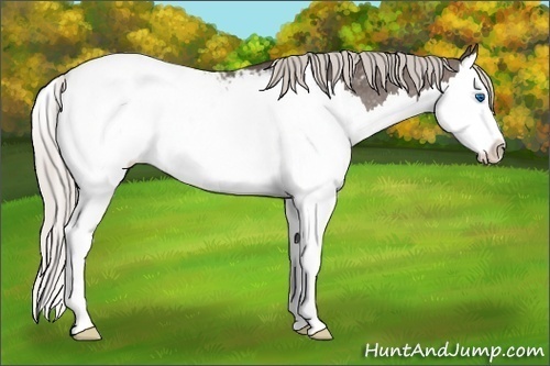Horse Color:Silver Black Sabino Splash Appaloosa 