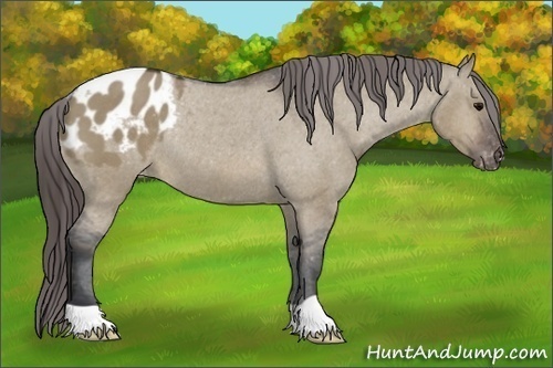 Horse Color:Brown Dun Appaloosa Rabicano