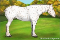 Horse Color:Red Roan Appaloosa 