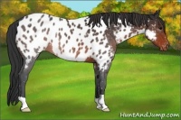 Horse Color:Brown Appaloosa