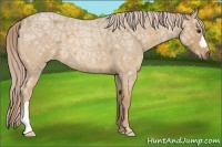 Horse Color:Palomino Ice Roan 