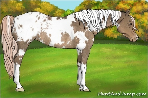 Horse Color:White Spotted Chocolate Palomino Appaloosa Rabicano 
