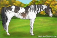 Horse Color:White Spotted Buckskin Rabicano 