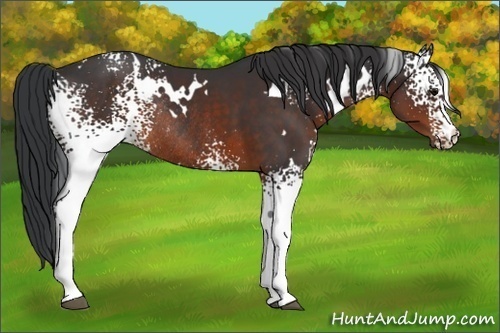 Horse Color:White Spotted Brown Rabicano