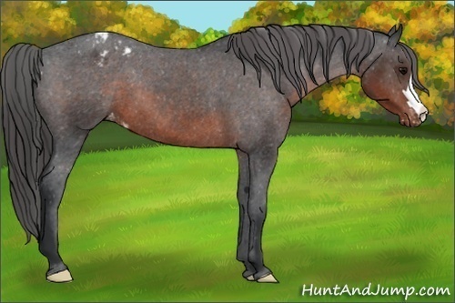 Horse Color:Brown Appaloosa 