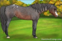 Horse Color:Brown Appaloosa 