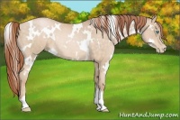 Horse Color:White Spotted Buckskin Pearl Rabicano 