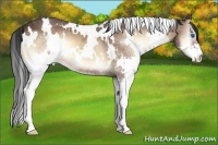 Horse Color:White Spotted Bay Onyx Splash