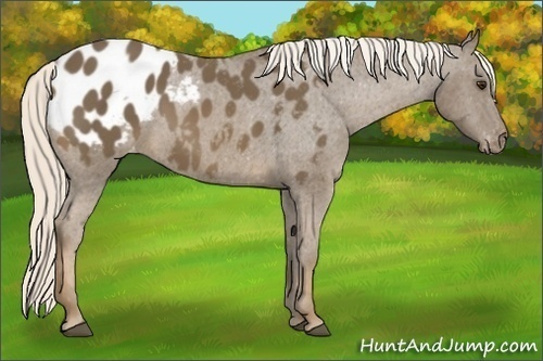 Horse Color:Chocolate Palomino Appaloosa 