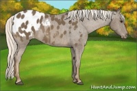Horse Color:Chocolate Palomino Appaloosa 