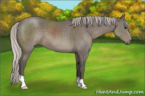 Horse Color:Silver Black 